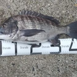 朝マズメのサーフゲーム