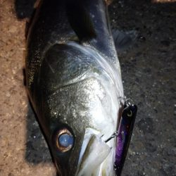 バチ抜けシーバス