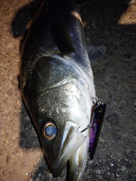 バチ抜けシーバス