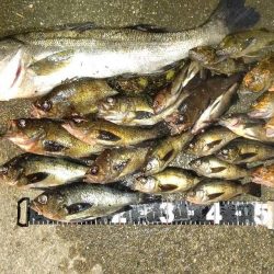 メバリング 大爆釣