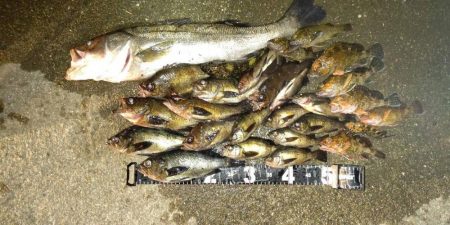 メバリング 大爆釣