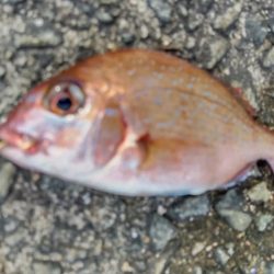 カゴ釣りはチャリコだけ