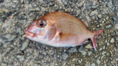 カゴ釣りはチャリコだけ