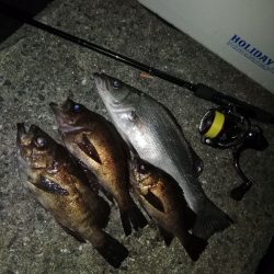 フロートゲーム