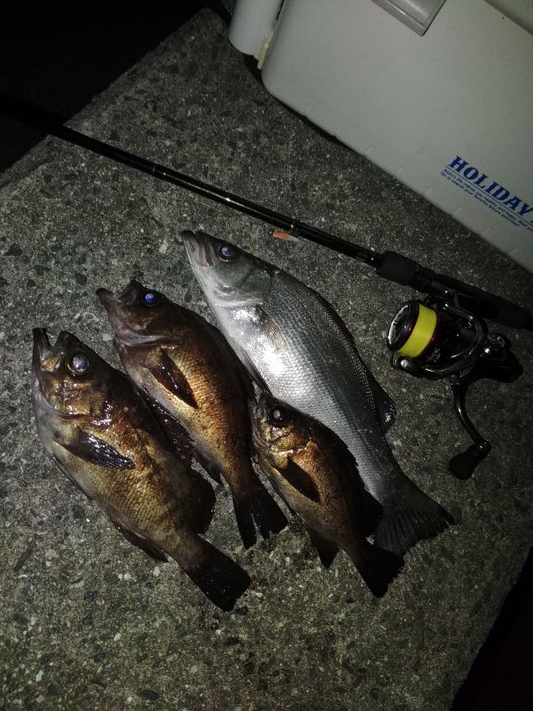 フロートゲーム