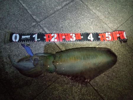 関門海峡　エギング