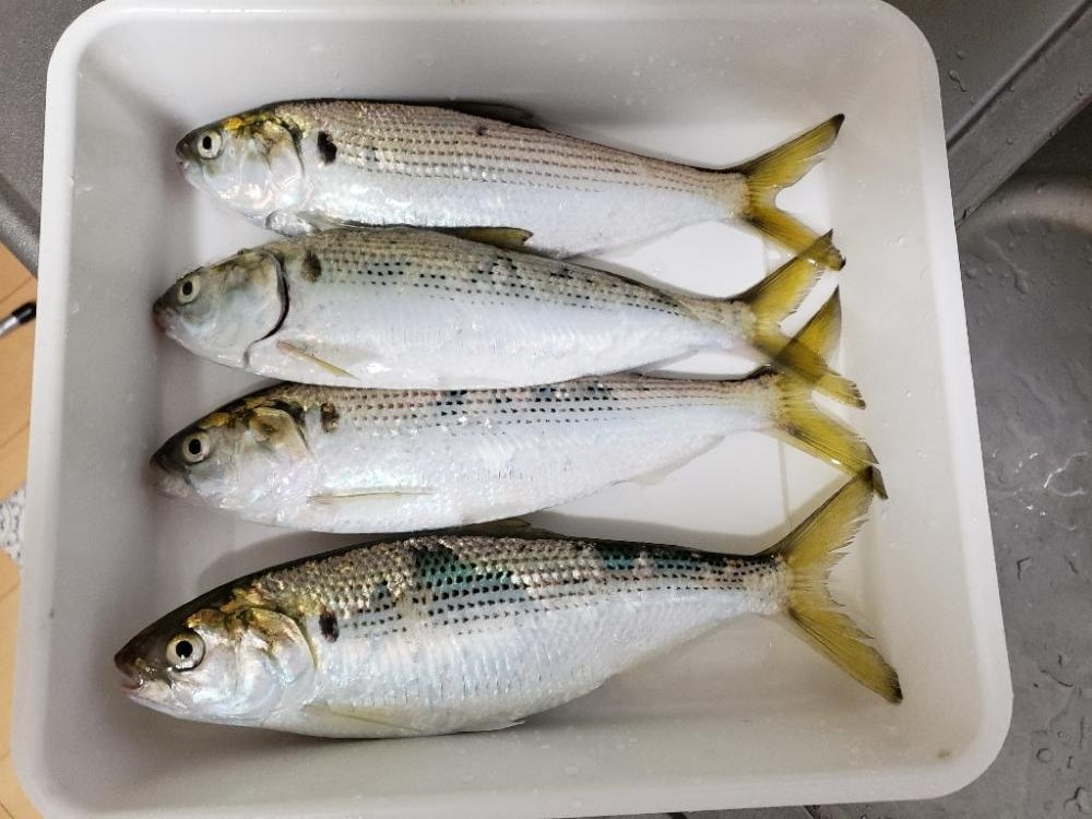 フカセ撃沈。フカセで安打。