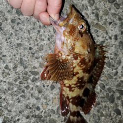 エサ釣りに叶うものなし…