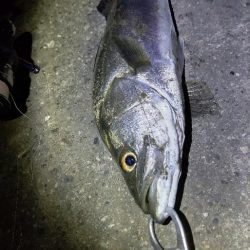 寒くて食いが渋い