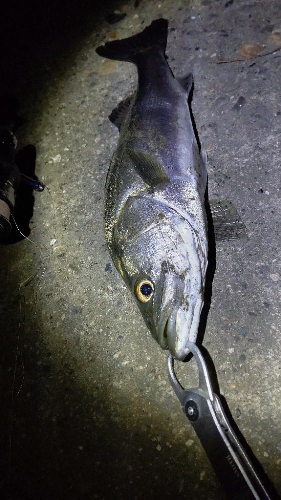 寒くて食いが渋い