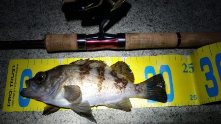 フェリーの待ち時間でサクッと