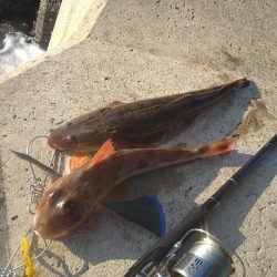 茶色いやつと羽根が綺麗なやつ