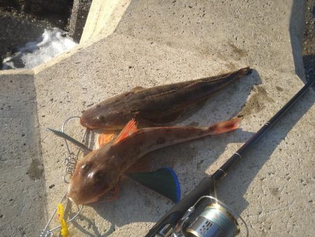 茶色いやつと羽根が綺麗なやつ