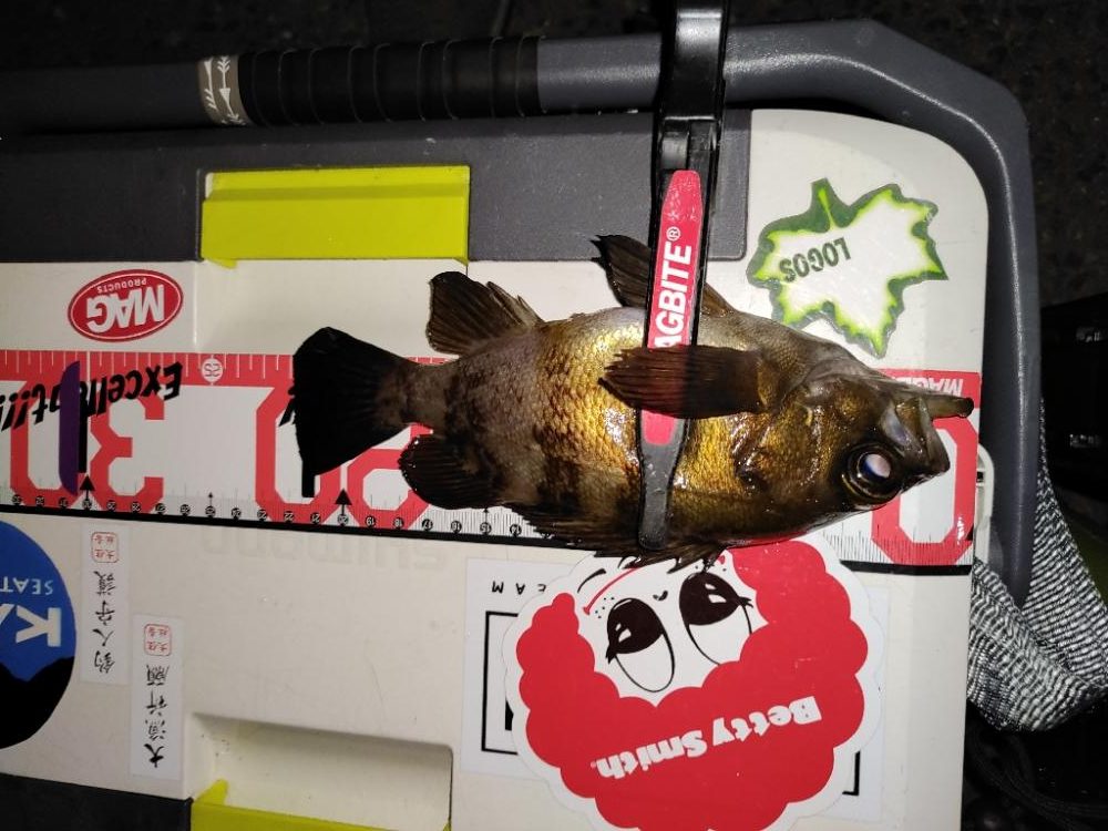 フロートメバリング@泉南