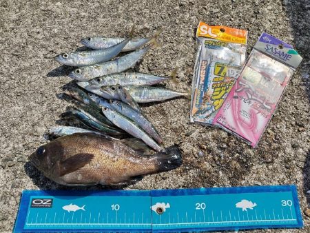 南港うみ釣り園 護岸で☆