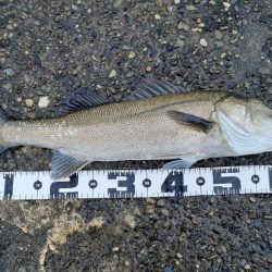 シーバス祭でした！