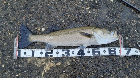 シーバス祭でした！