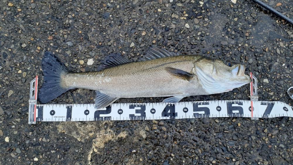 シーバス祭でした!