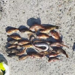 浦一文字で通し釣り