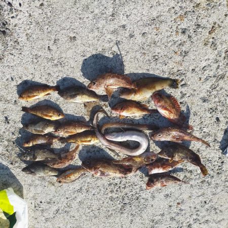 浦一文字で通し釣り