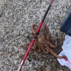 武庫川一文字タコ