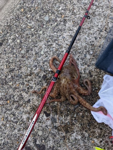 武庫川一文字タコ