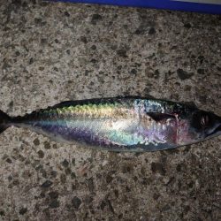 ウキ釣りメバル狙い…