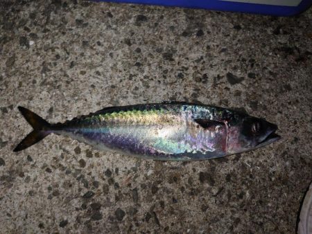 ウキ釣りメバル狙い…