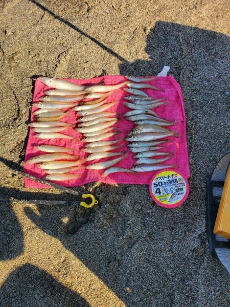 高浜方面のキス調査