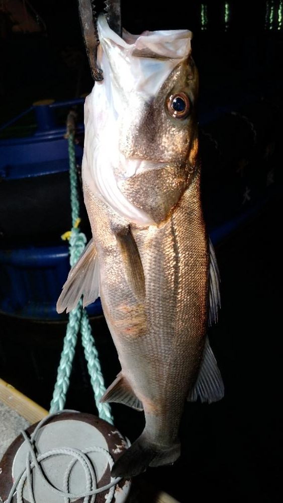 大阪市内シーバス調査2022vol.1