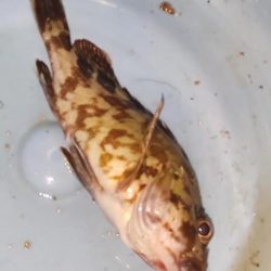 横浜沖でシーバス/カサゴ/アジ