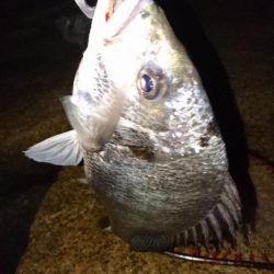 シーバス釣り 初場所