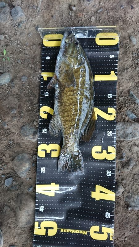 久々のスモール