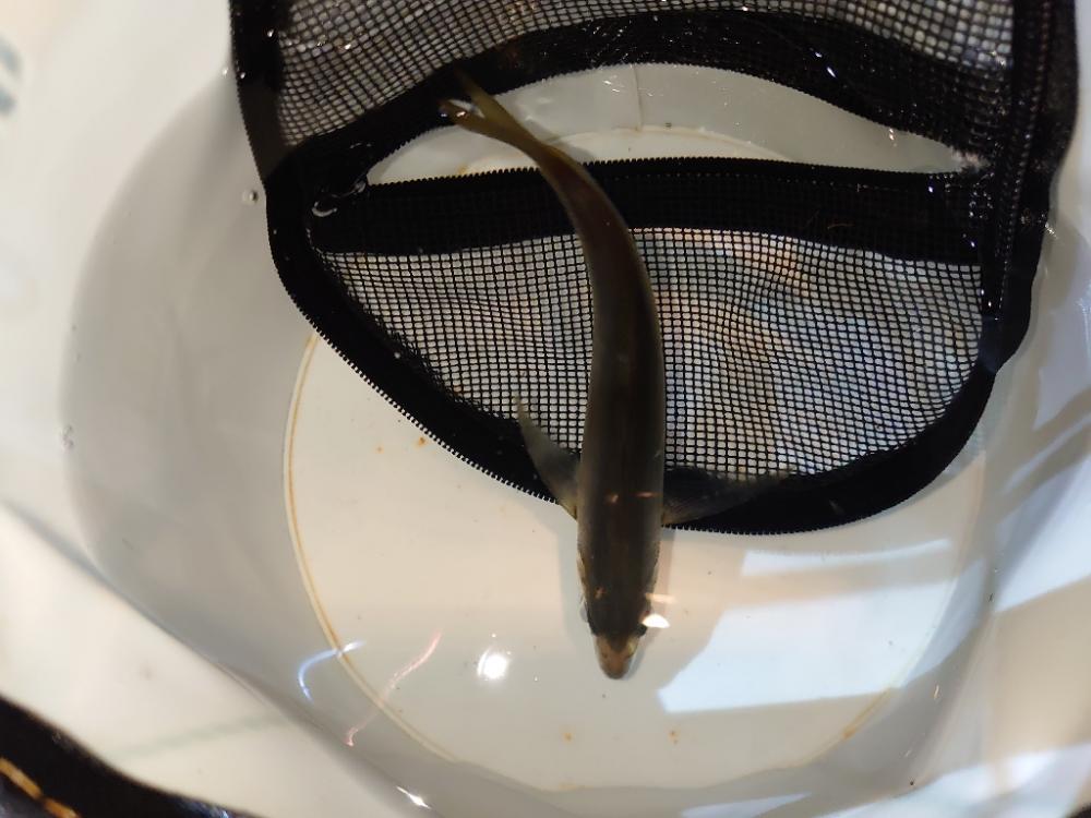 アジ釣り初心者釣行