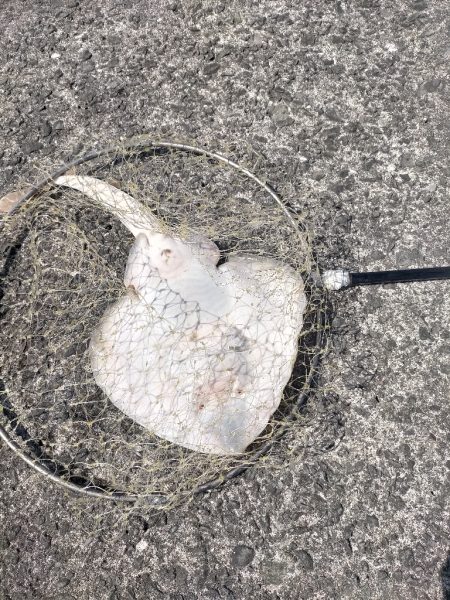 ∠(ﾟДﾟ)/イェーイ