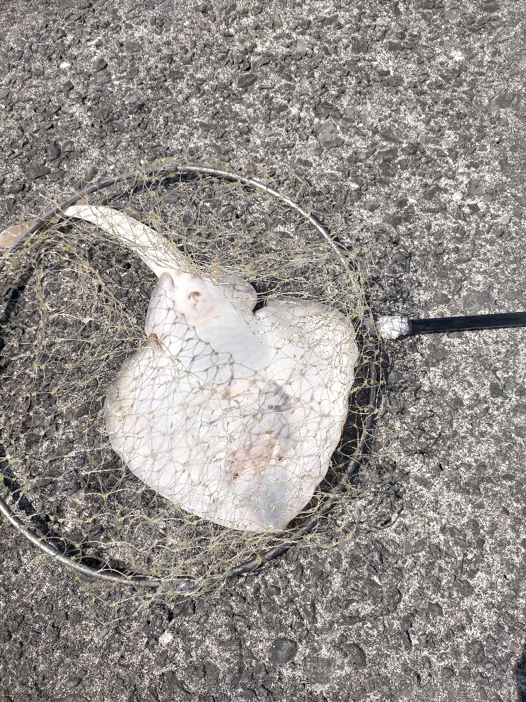 ∠(゚Д゚)/イェーイ