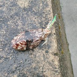 春アオリを求めて