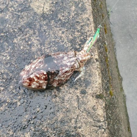 春アオリを求めて