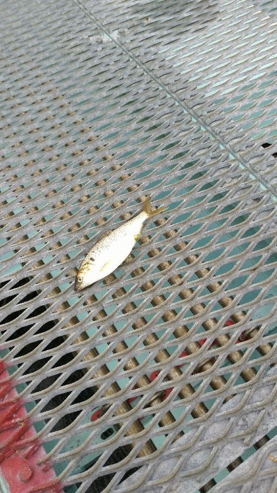 潮に揉まれた日