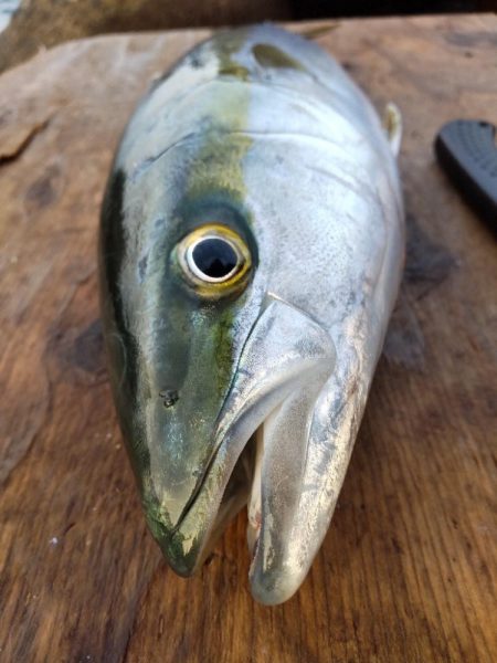 ショアプラッキング