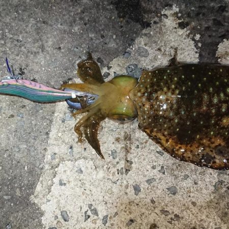 対馬エギング釣果