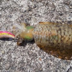 今年の初アオリイカ