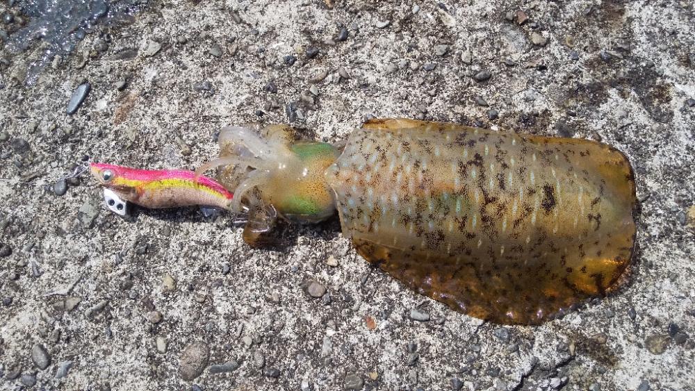 今年の初アオリイカ