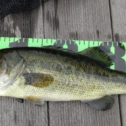 26振りのブラックバス