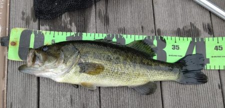 26振りのブラックバス