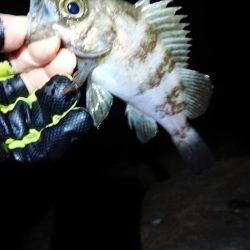 サーフメバリング