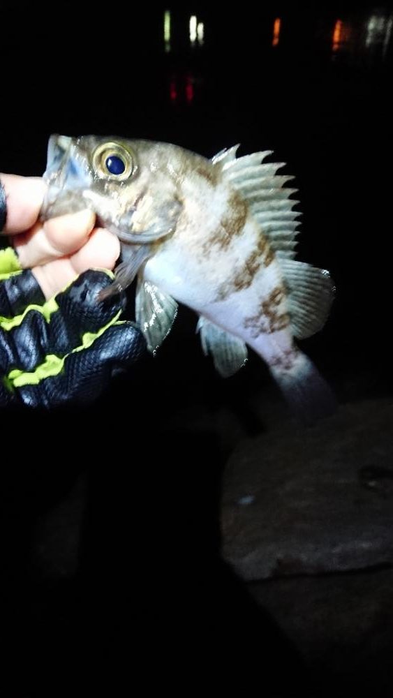 サーフメバリング