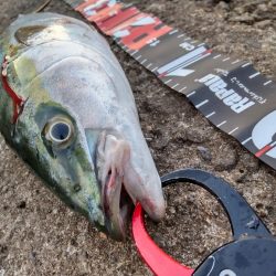 ショアプラッキング