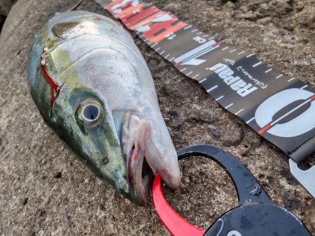 ショアプラッキング