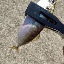 ファミリーサビキ